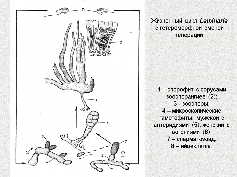 Жизненный цикл Laminaria с гетероморфной сменой генераций 1 – спорофит с сорусами зооспорангиев (2);